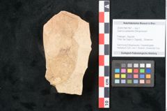 Foto (Objekt + Etikett) von Quercus palaeoilex Ettingshausen (NHMW-GEO-2024-0188-7967)